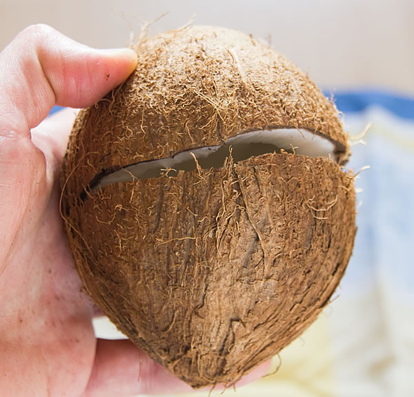 Kokosnuss Schale geteilt